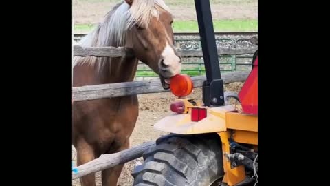 Funny and Cute Horse Videos That Will Change Your Mood For Good