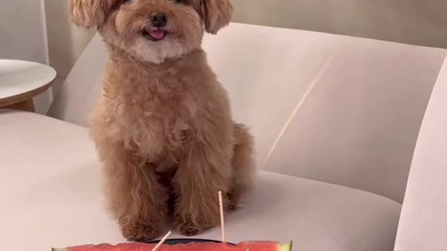 응🍉 #내펫베프 #내펫썸머 #미소아라 #펫일상톡 #애니멀톡 #틱톡애니멀 #내펫자랑 #추천 #틱톡순삭 #챌린지 #pet #foryou