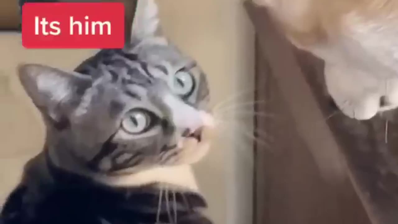 Funny cat and dog video 😂