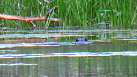 Beaver