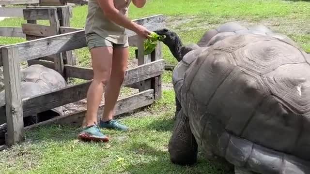 How incredible are those Aldabra tortoise facts 🐢 #tortoise #animal #learn