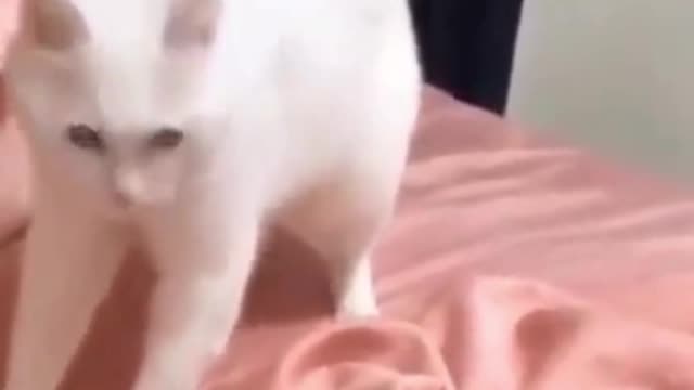 Funny and Cute cat Video 7