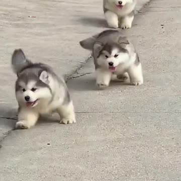 Alaskan Malamute, so cute