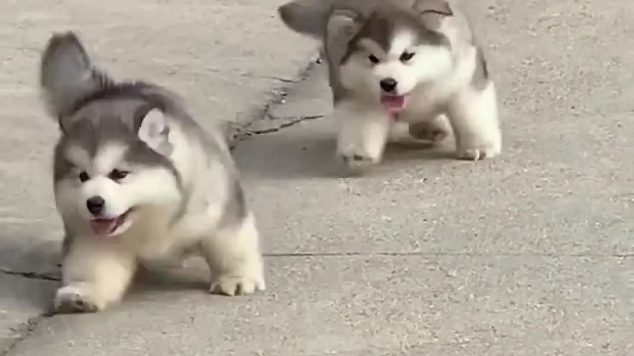 Alaskan Malamute, so cute