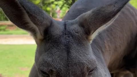 kangaroos