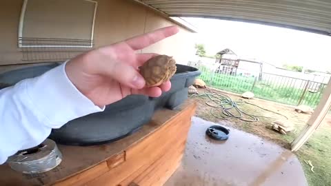 Baby Tortoises Hatching Out of the Ground-2