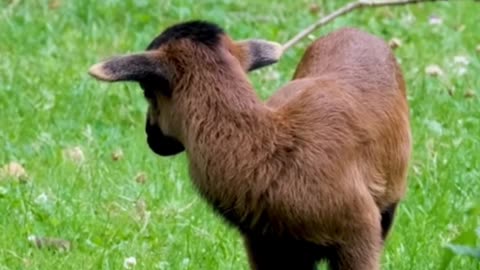 Cutest Animals Ever! Funny Lambs, Goats, and Cats in Action! Funny happy moments