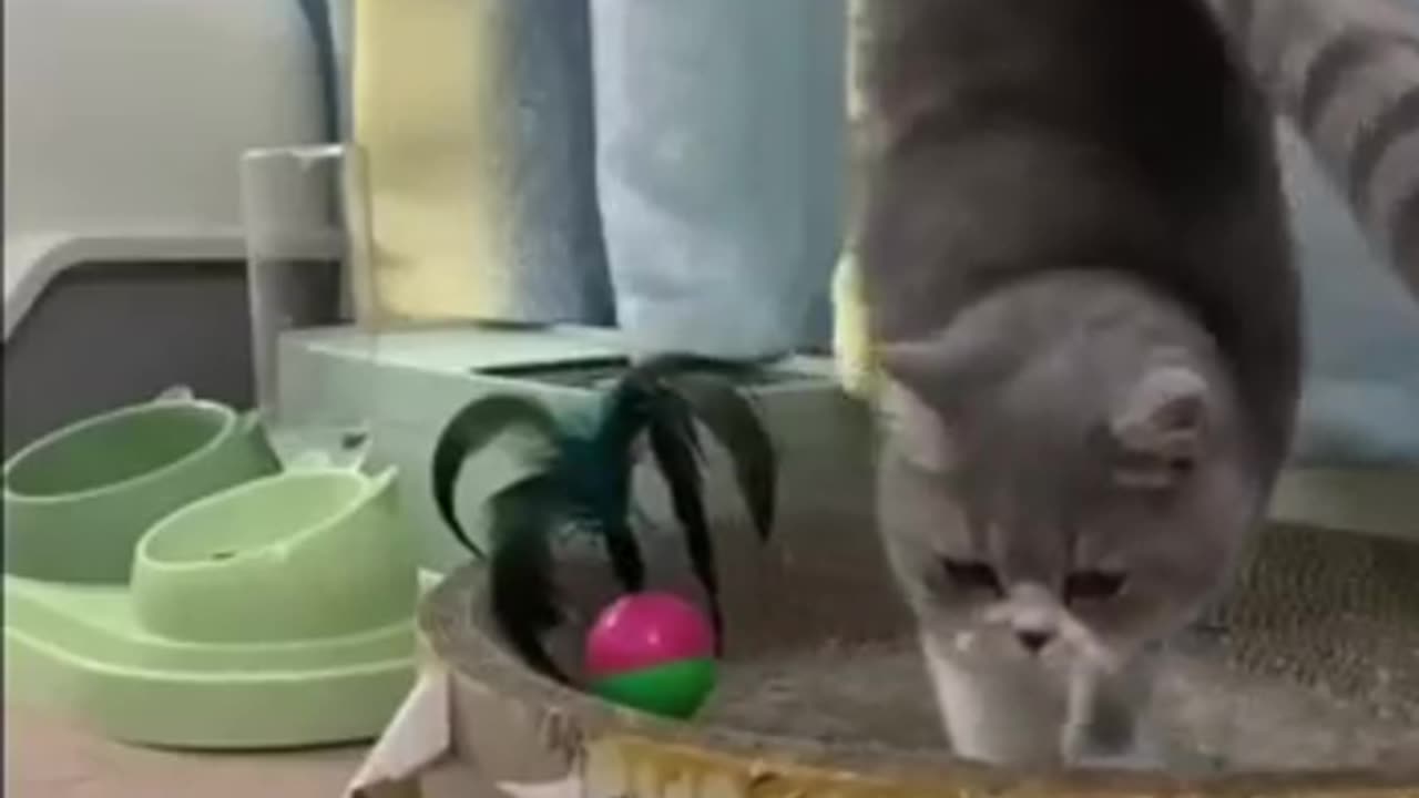 FUNNY CAT VIDEO 😝