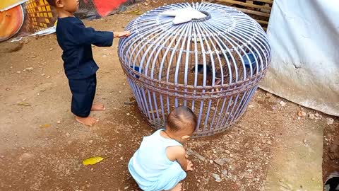 Dua anak kecil lihat ayam jago di kandang nya