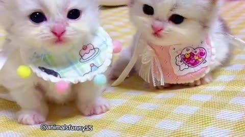 Funny animals compilation videos #7