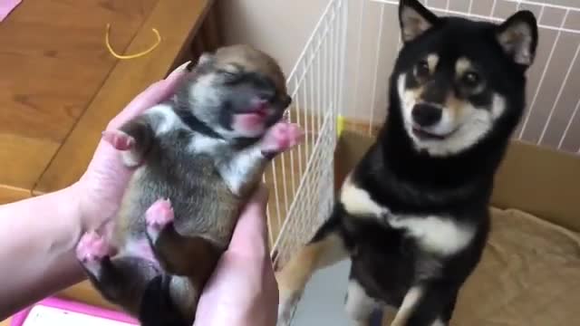 私の子犬を返して！むせび泣く母犬 Please give me back my son !!