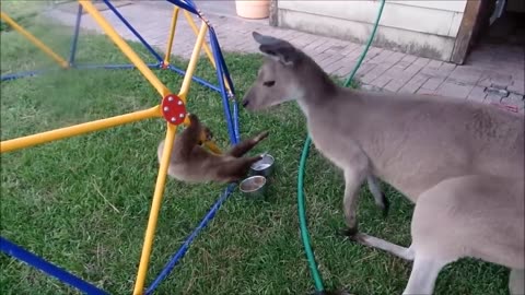 Baby Sloths Being Sloths - 1AnimalFun1