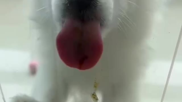 The puppy wants to come in the house