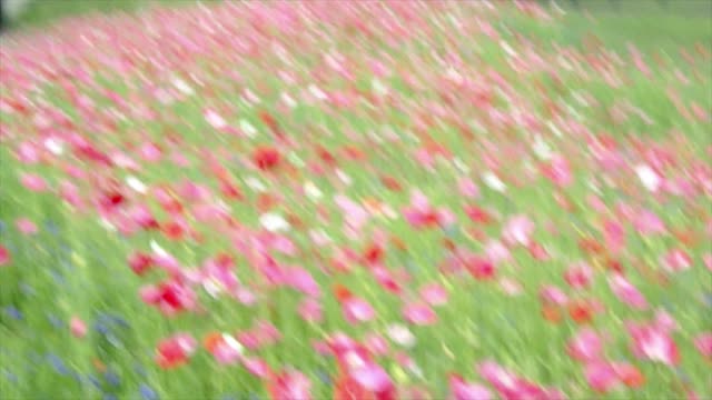 Take A Walk Through The Wildflowers !