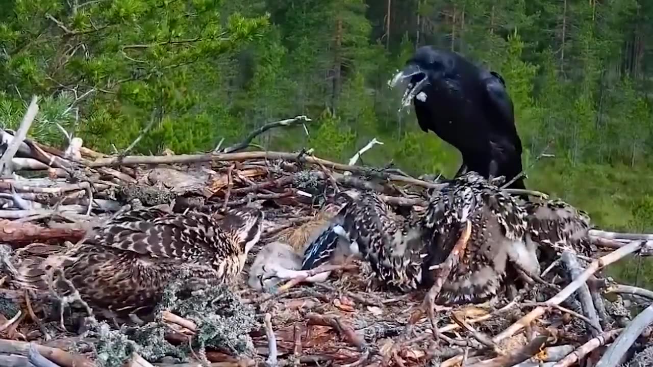 Eagle's Nest Disturbed, Angry Mother - Sarang Burung Elang Di Ganggu Indukannya Marah