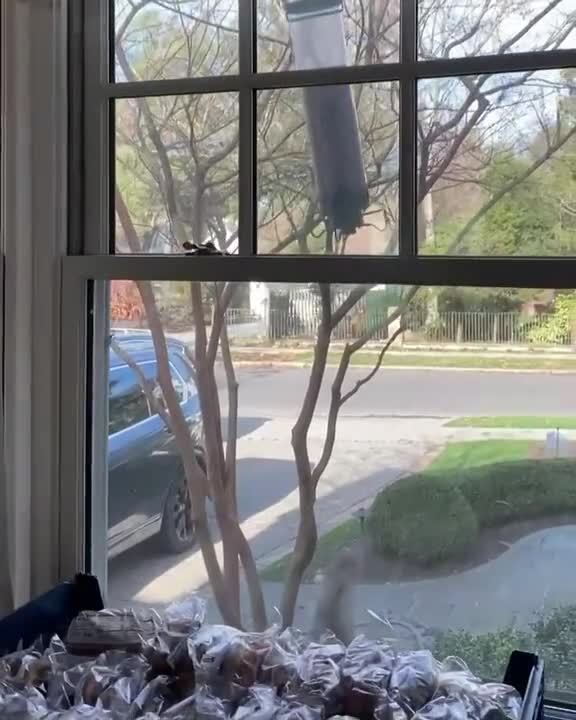 THE TWISTER SQUIREL.mp4