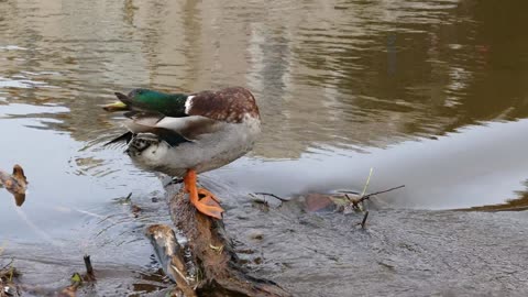 Duck cleaning itself