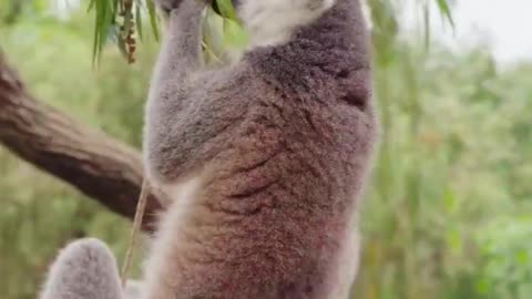 Ring-tailed lemur
