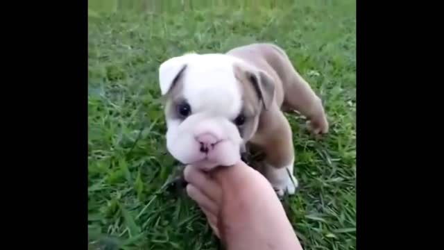 Cute Baby Animals