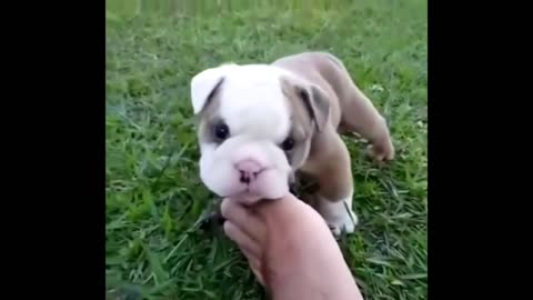 Cute Baby Animals