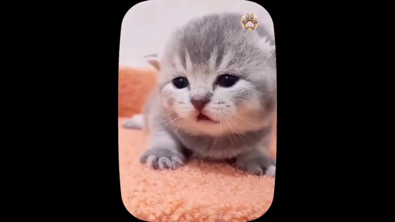 Cute little cat Funny Video