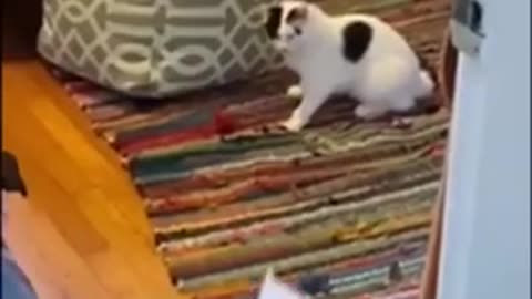 Funny animals