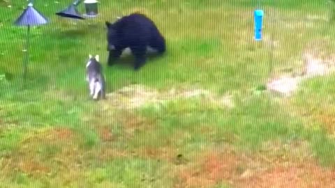 40 Times Animals Fight with wrong Opponents. Part 5, Please Follow My Channel. All Friends