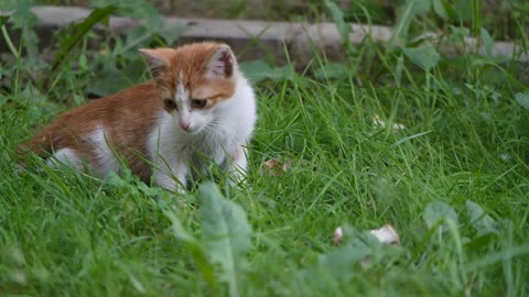 Cat started playing with object