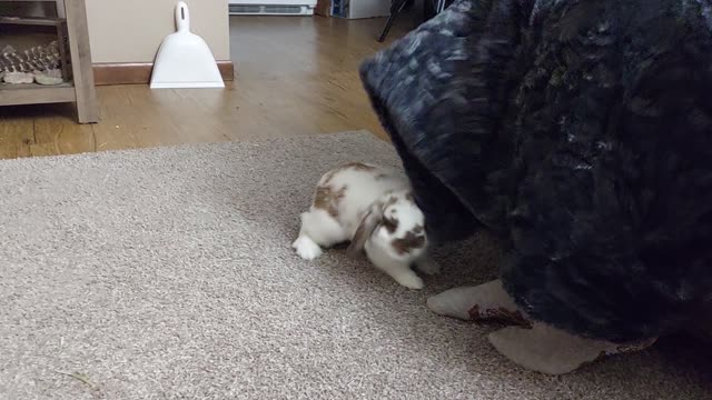 Carrots Loves playing with blankets!