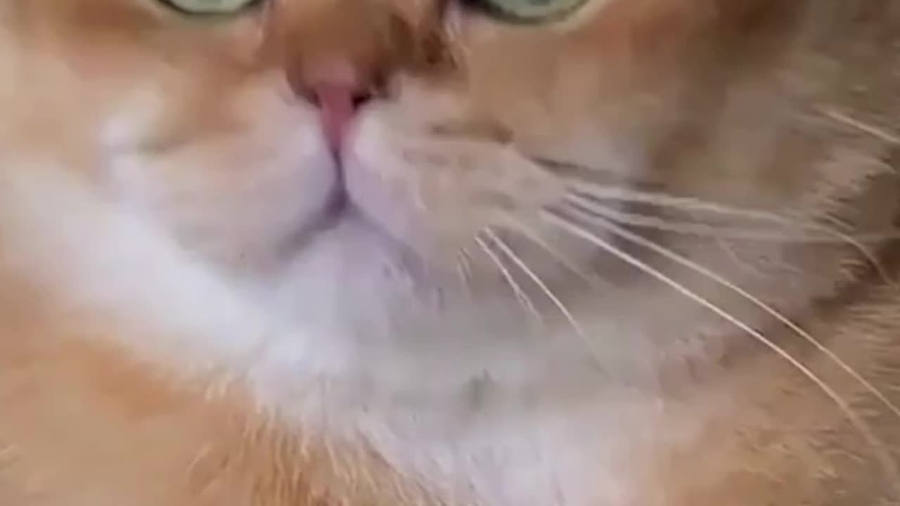 funny animals