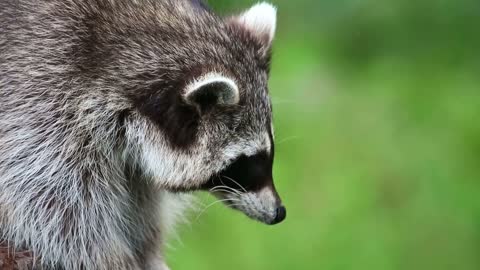 Those Rascal Racoons