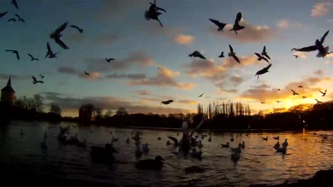 Lake, sunset - birds flying to the camera