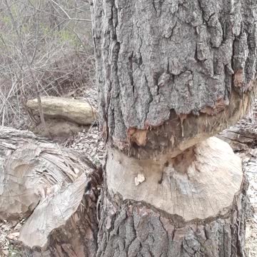 Work "like a beaver" for the Lord kids.