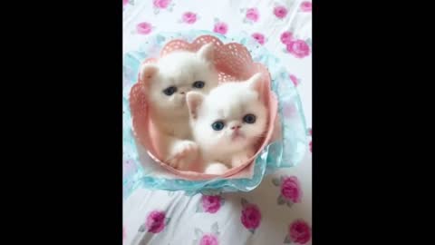 cute baby cats