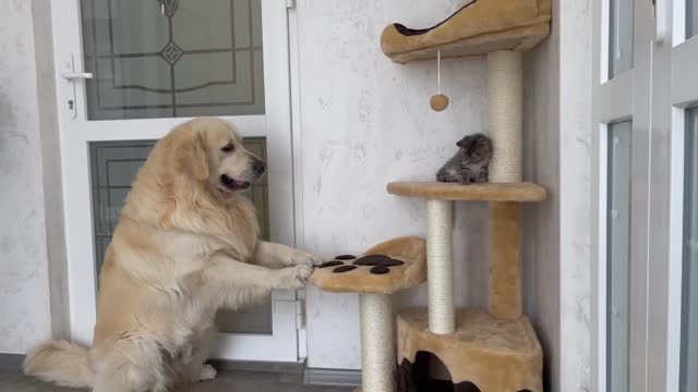 Cat and Kitten Shocked by Golden Retriever occupying Cat's Tree!