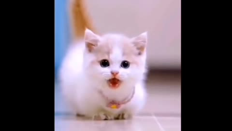 Cute kitten
