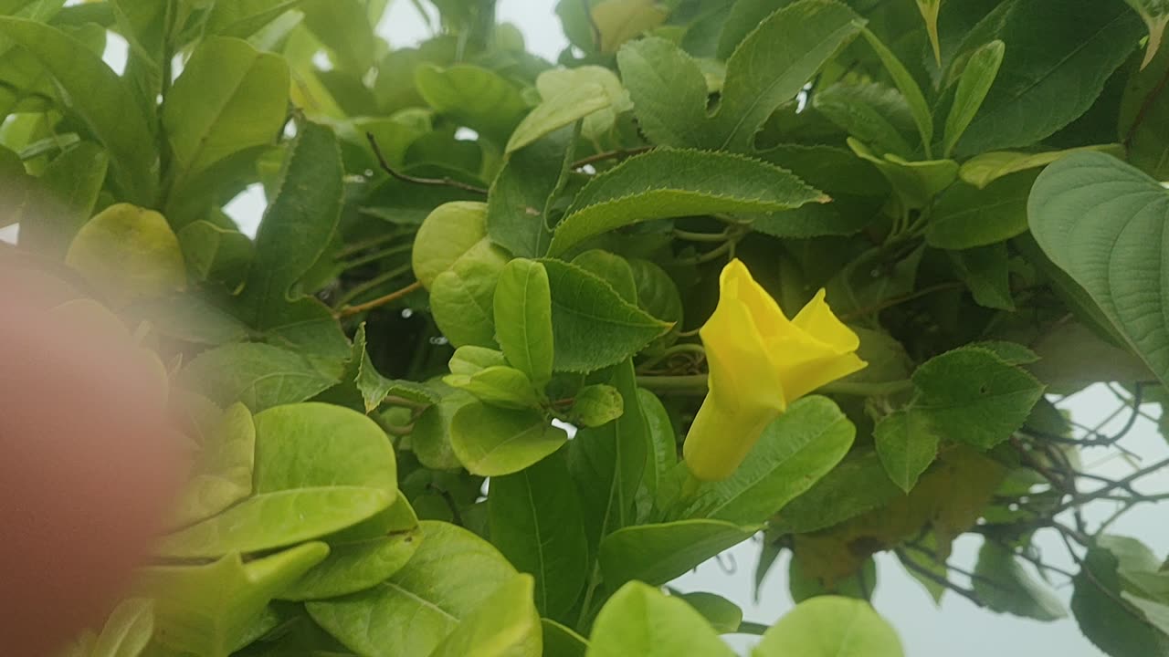 beautiful flowers and fresh air