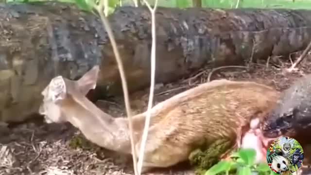 13 SCARY MOMENT WILD ANIMAL ATTACK THEIR PREY 💥