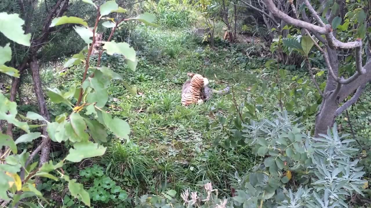 My cat went to the neighbours to borrow a tiger plush toy :