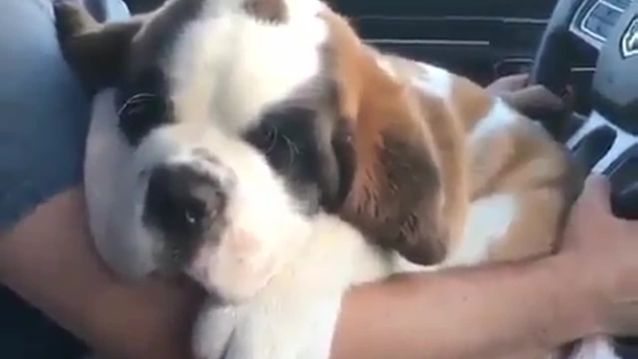 Cute and funny animals