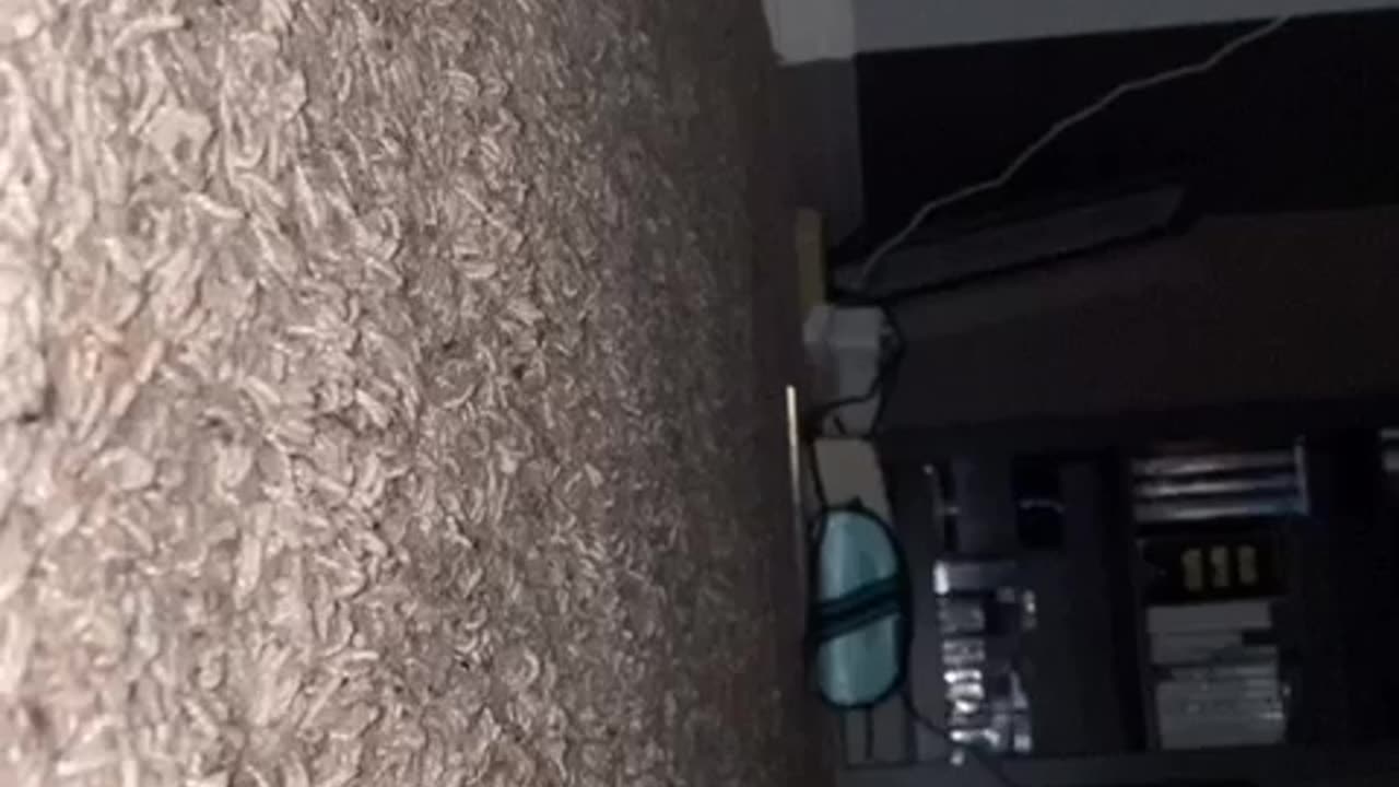 Adorable kitten stalks the flashlight!