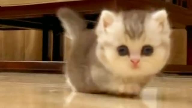 Cute cat video 🥰🥰