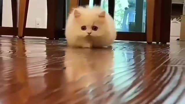 Cat Funny Videos... (cute cat 🐱😍🥰 )