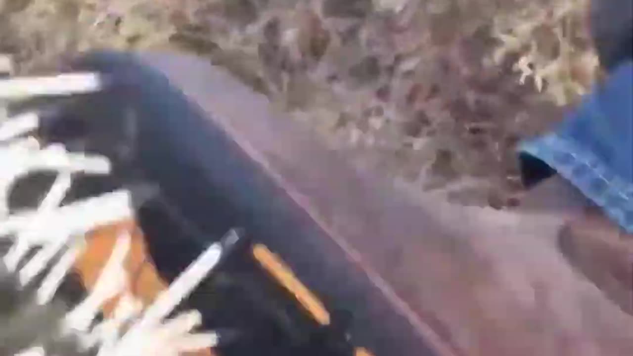 wrong myths about porcupine