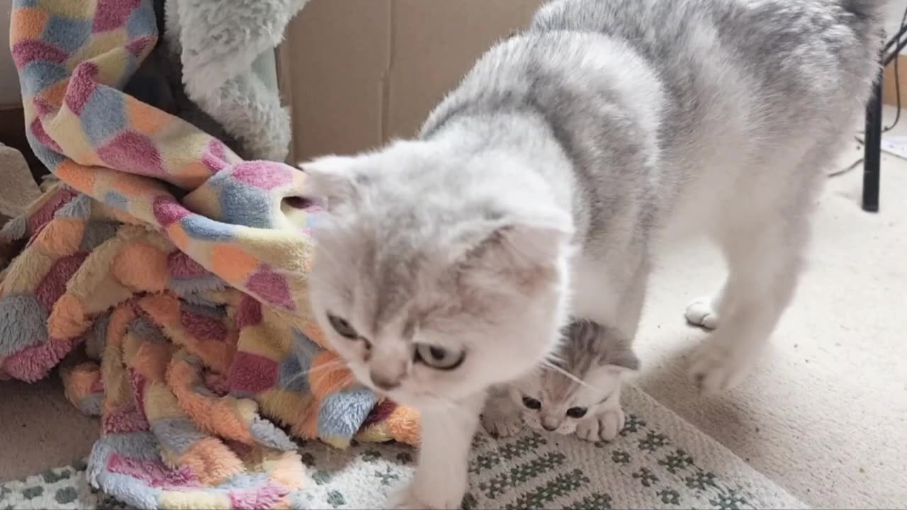 The kitten meows and asks for freedom, but the mother cat does not let go yet and worries