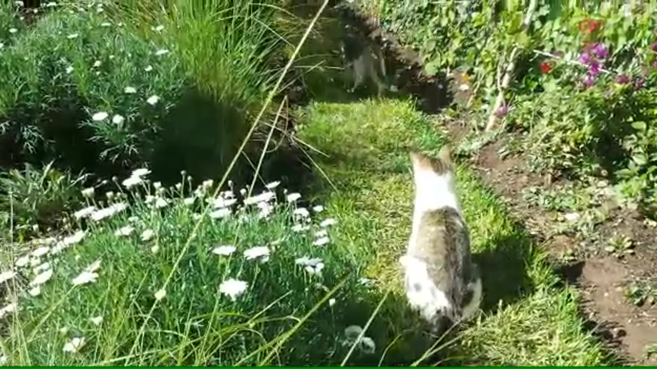 My Cats Fight 💪💪