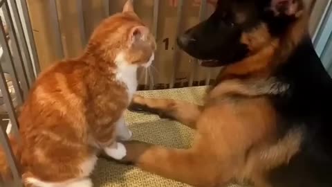 funny and cute cats and dogs