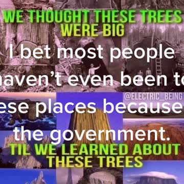 Trees that were gigantic