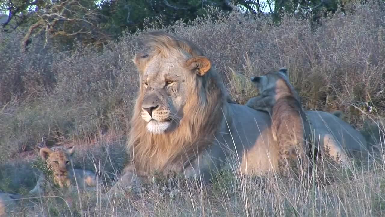 Male lion playing with cubs at Shamwari