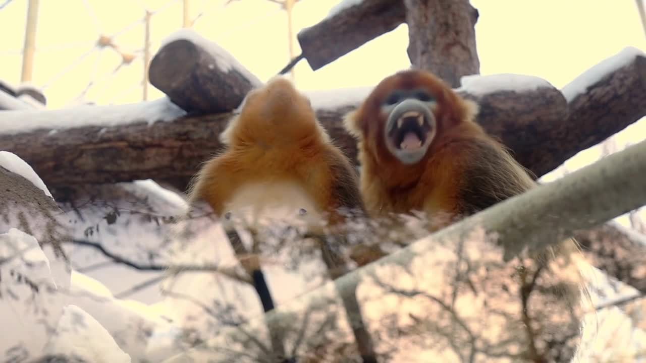 Funny Cute Apes